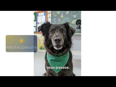 Anjo da Guarda Digital with captions - Vídeo educacional Evolucao Orbital sobre orientação profissional e carreira